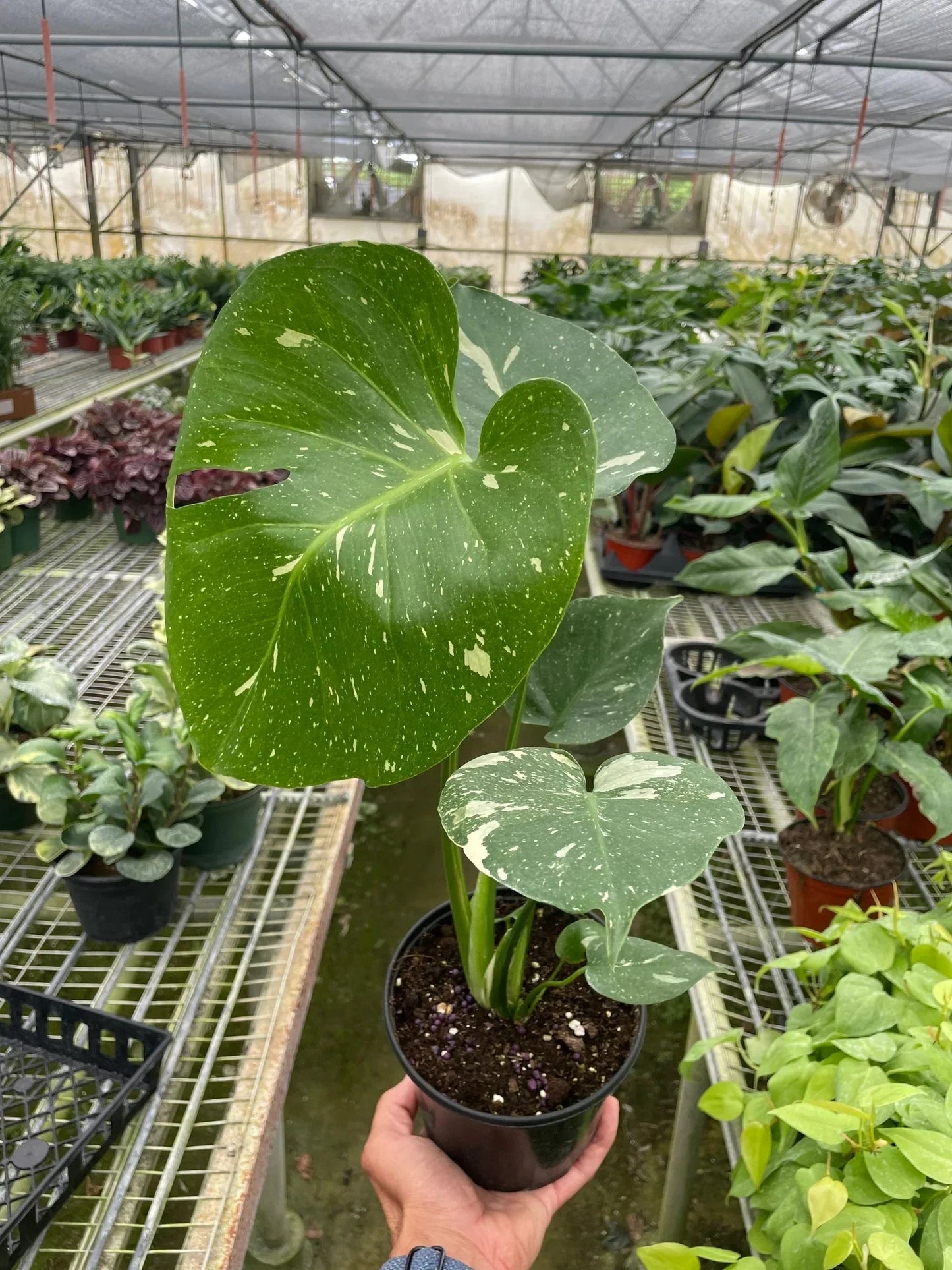 Monstera 'Thai Constellation' – Rare Variegated