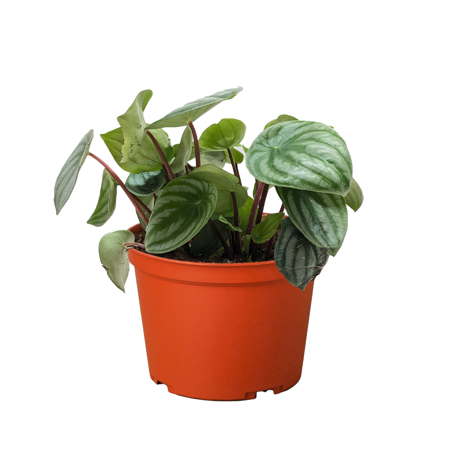 Peperomia 'Watermelon' Live Plant – Pet-Safe
