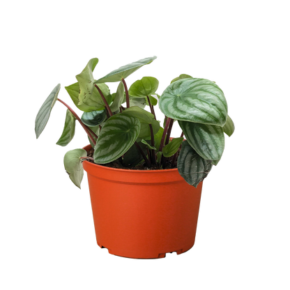 Peperomia 'Watermelon' Live Plant – Pet-Safe
