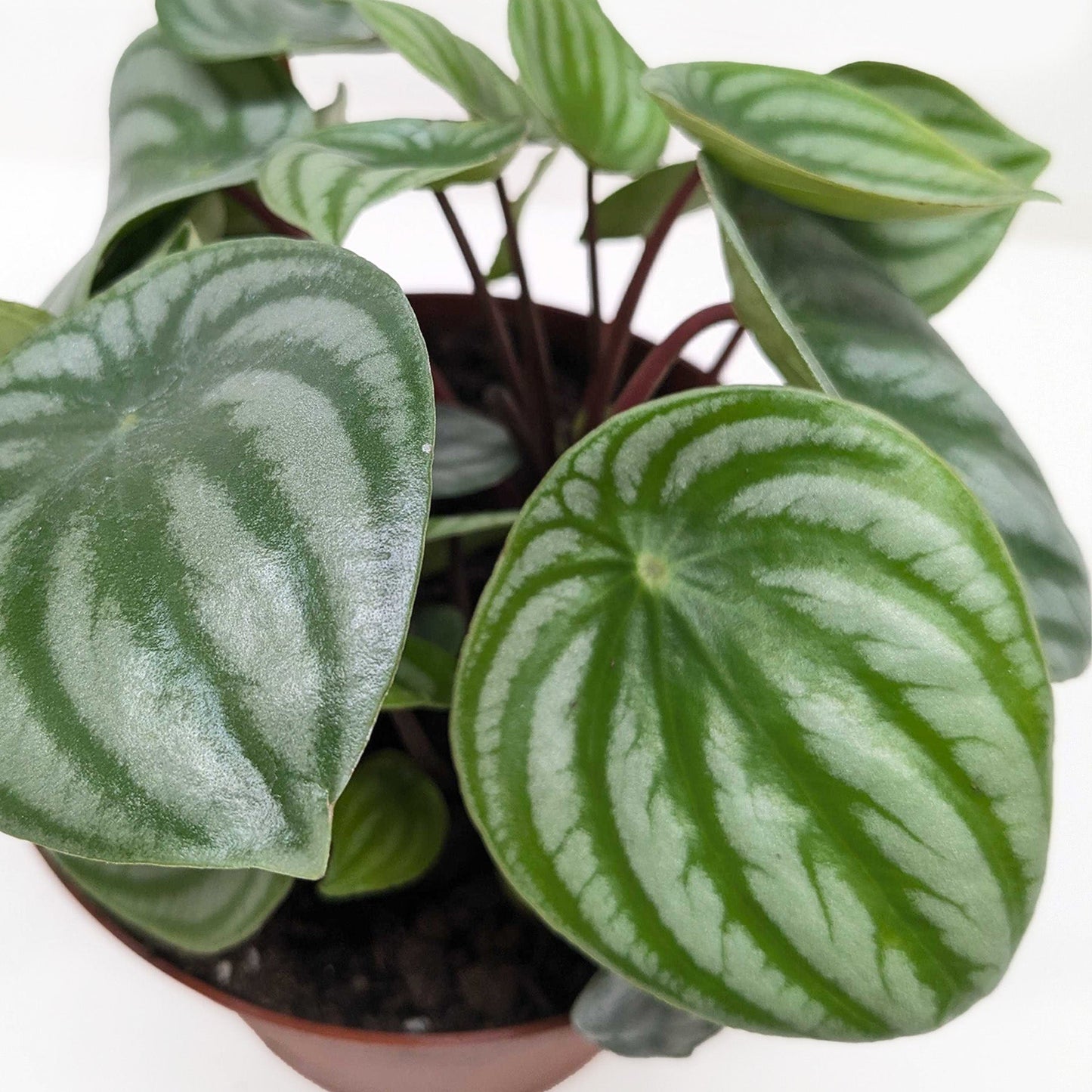 Peperomia 'Watermelon' Live Plant – Pet-Safe