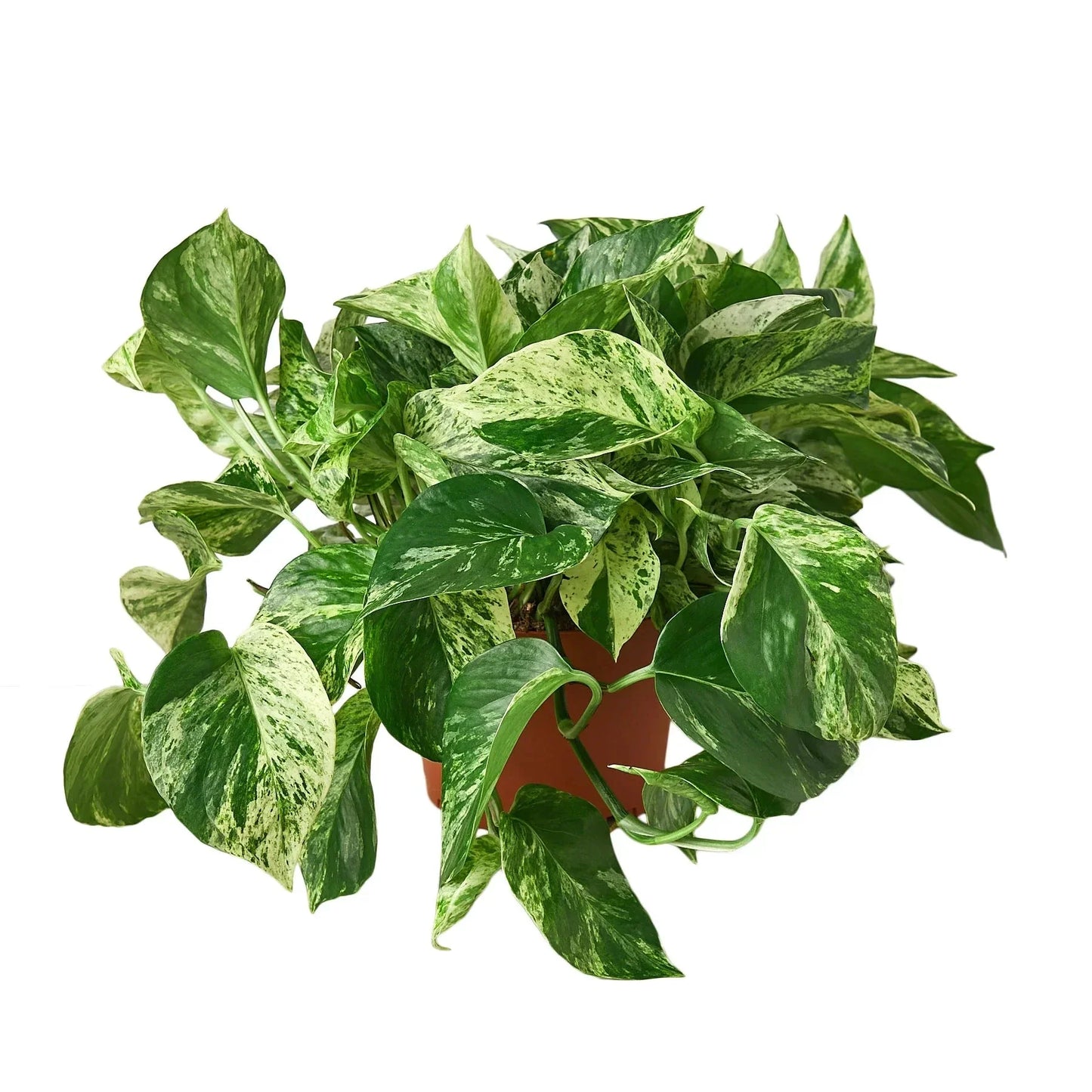 Pothos 'Marble Queen' Live Plant