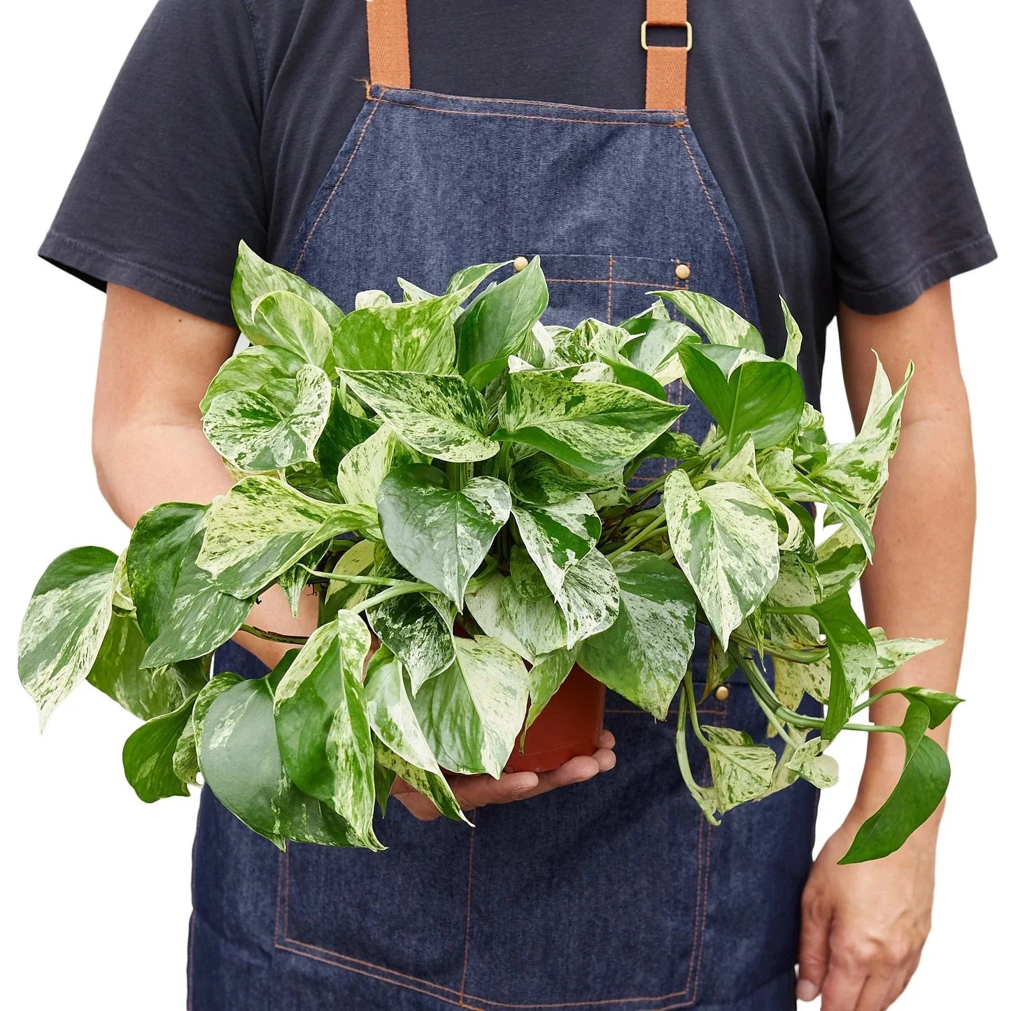 Pothos 'Marble Queen' Live Plant