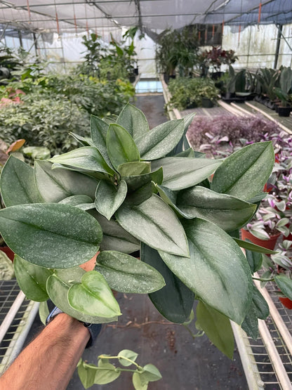 Scindapsus 'Moonlight' Live Plant – Satin Pothos