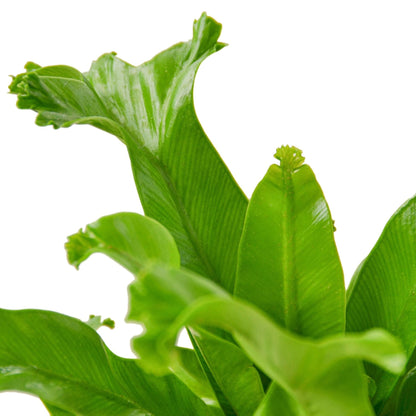 Bird's Nest Fern 'Leslie' Live Plant