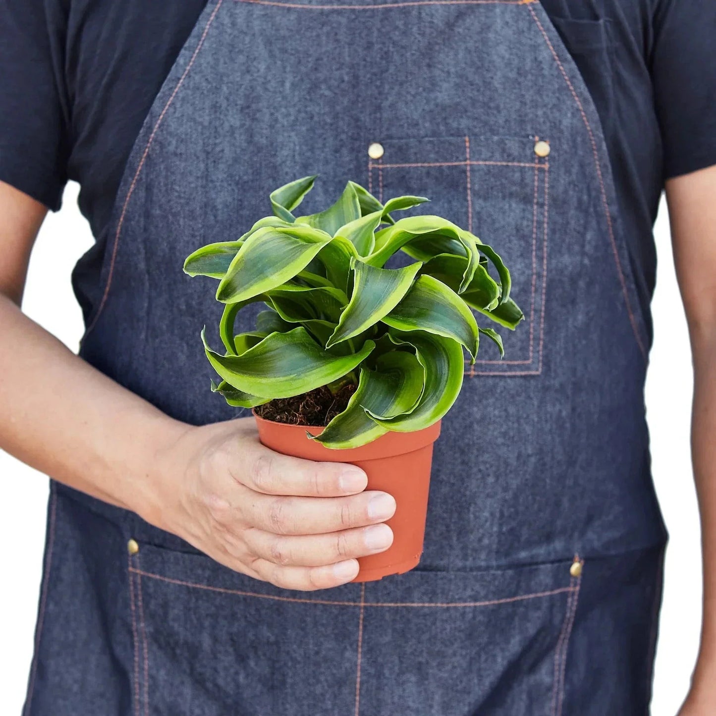 Dracaena 'Tornado' Live Plant – Spiral Twist Houseplant
