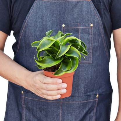 Dracaena 'Tornado' Live Plant – Spiral Twist Houseplant