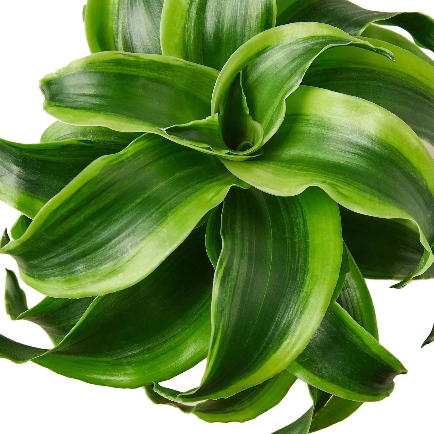 Dracaena 'Tornado' Live Plant – Spiral Twist Houseplant