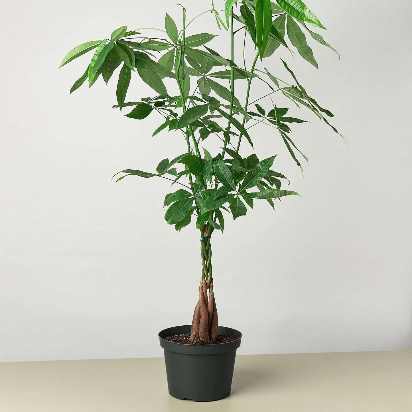 Money Tree 'Braided' Pachira – Live Plant