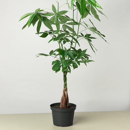 Money Tree 'Braided' Pachira – Live Plant
