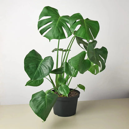 Monstera Deliciosa Split-Leaf Live Plant