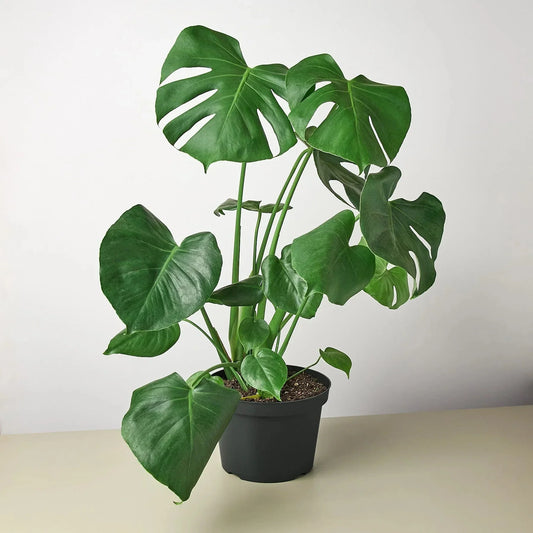 Monstera Deliciosa Split-Leaf Live Plant
