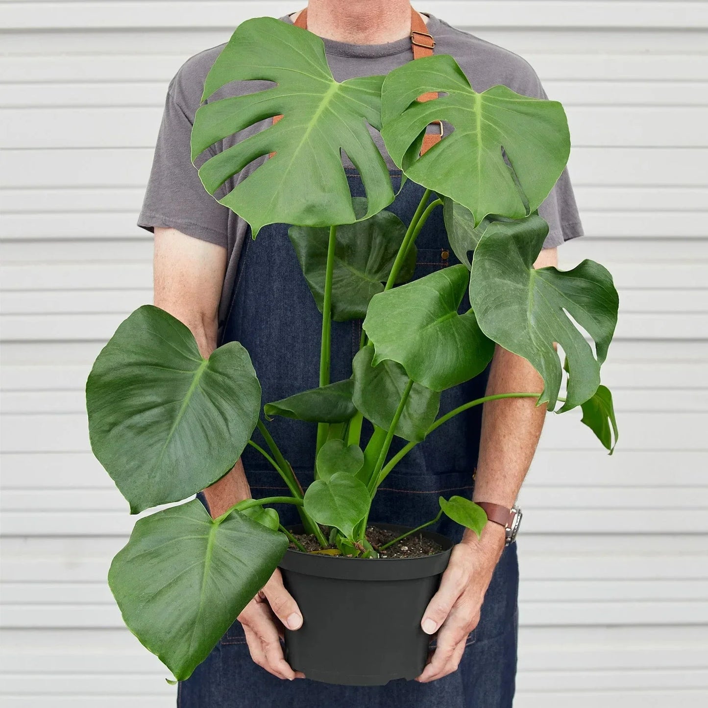 Monstera Deliciosa Split-Leaf Live Plant