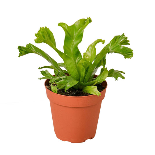 Bird's Nest Fern 'Leslie' Live Plant