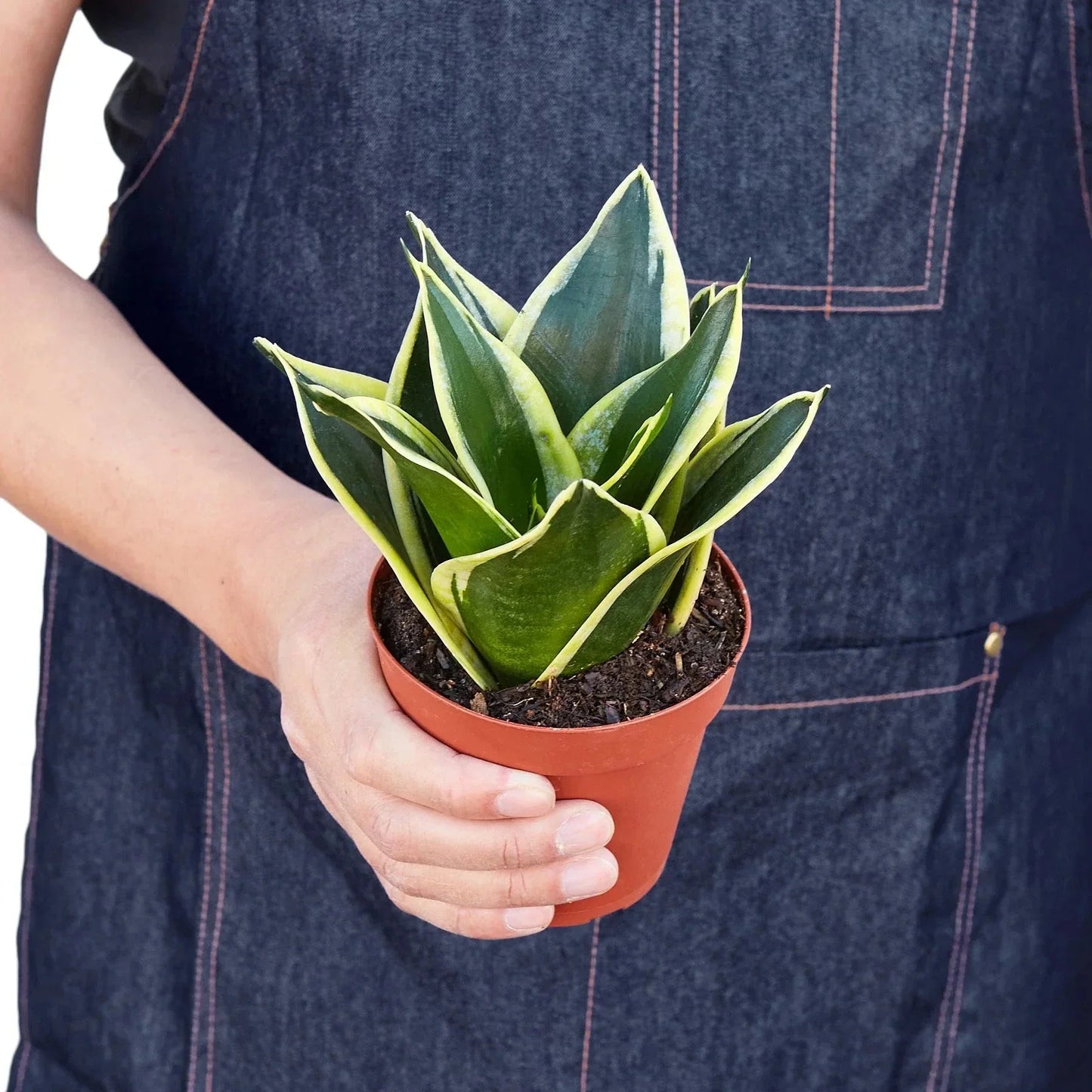 Snake Plant 'Black Gold' Live Plant