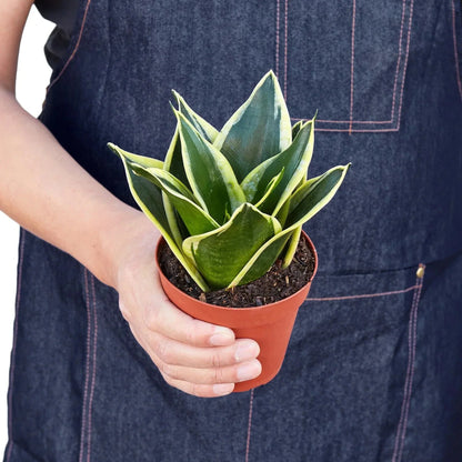Snake Plant 'Black Gold' Live Plant