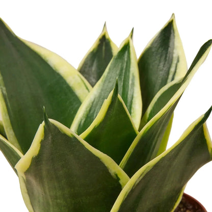 Snake Plant 'Black Gold' Live Plant