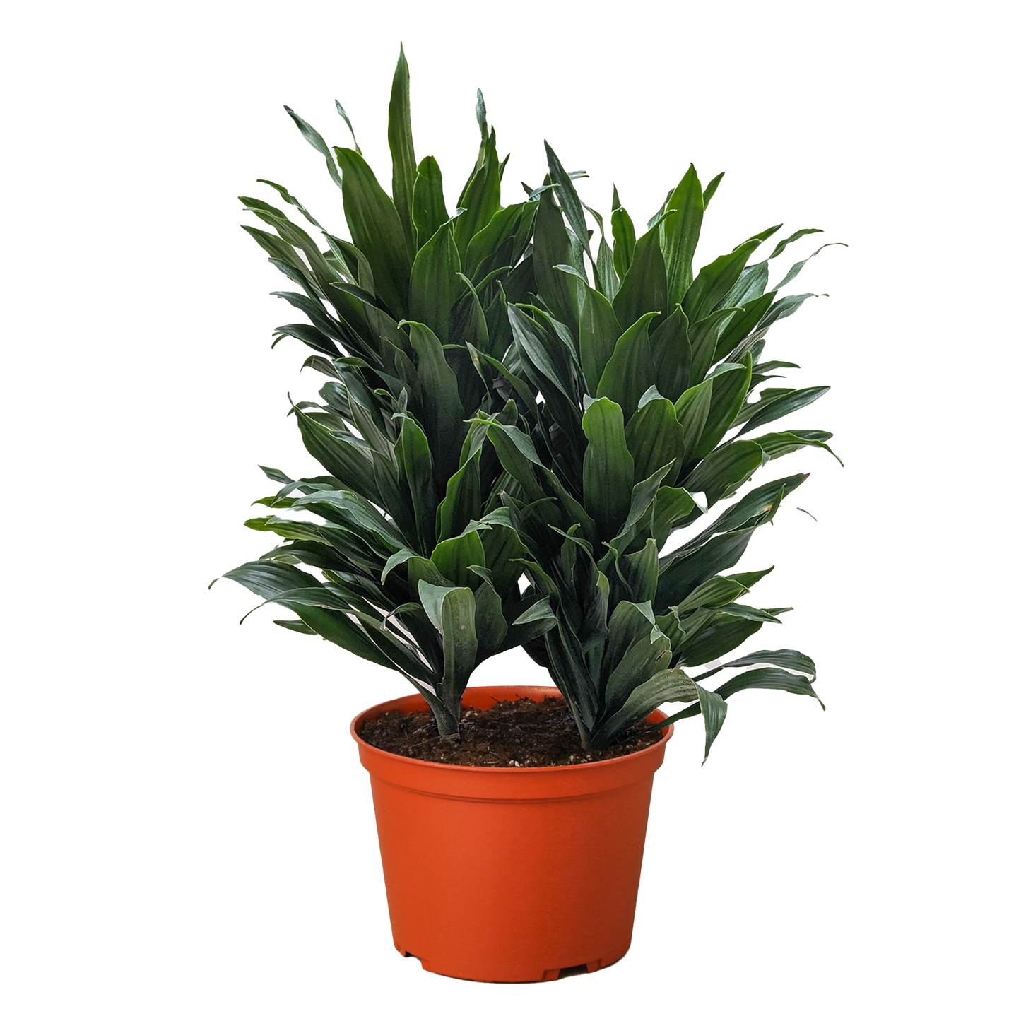 Dracaena 'Janet Craig' Live Plant