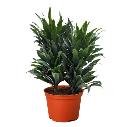 Dracaena 'Janet Craig' Live Plant