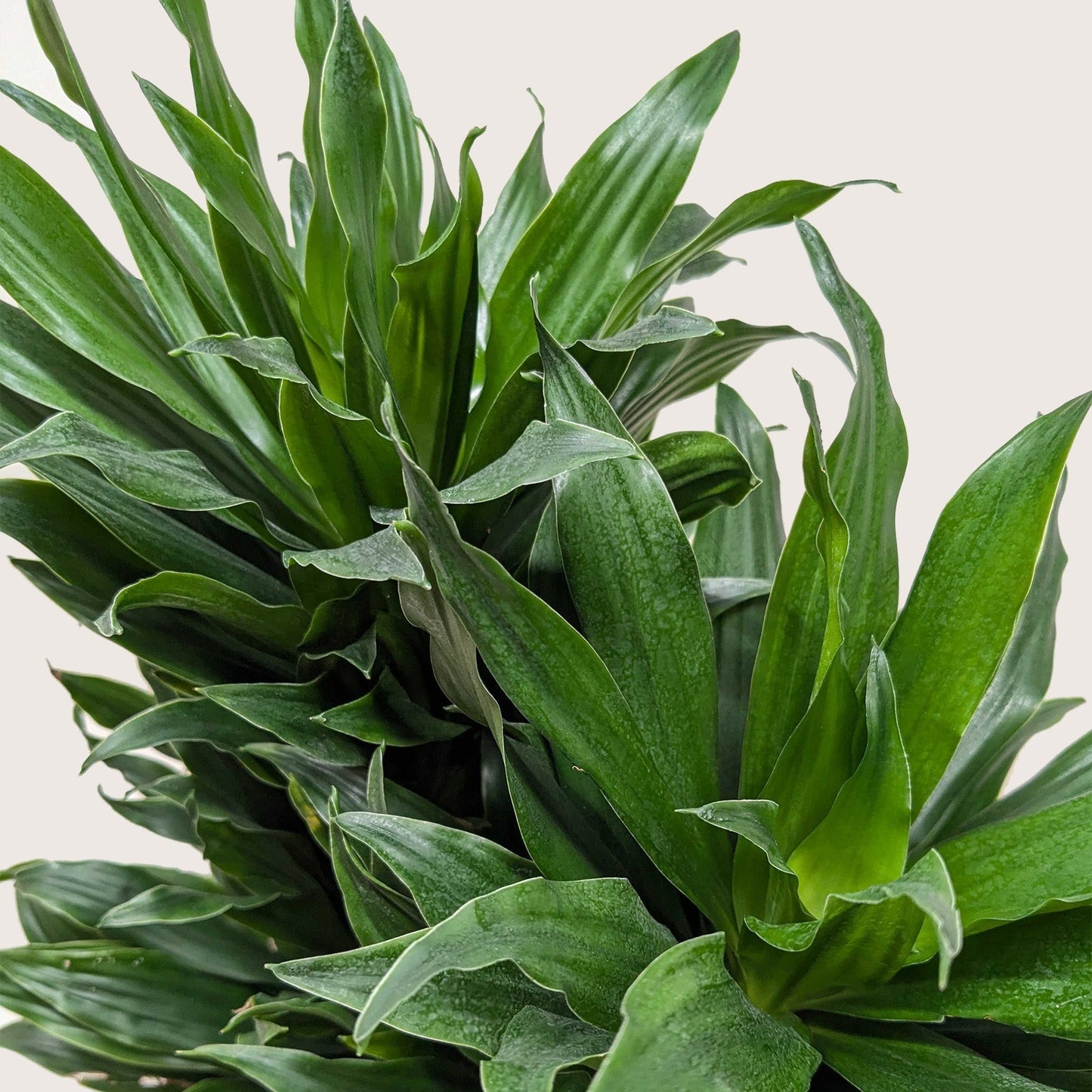 Dracaena 'Janet Craig' Live Plant