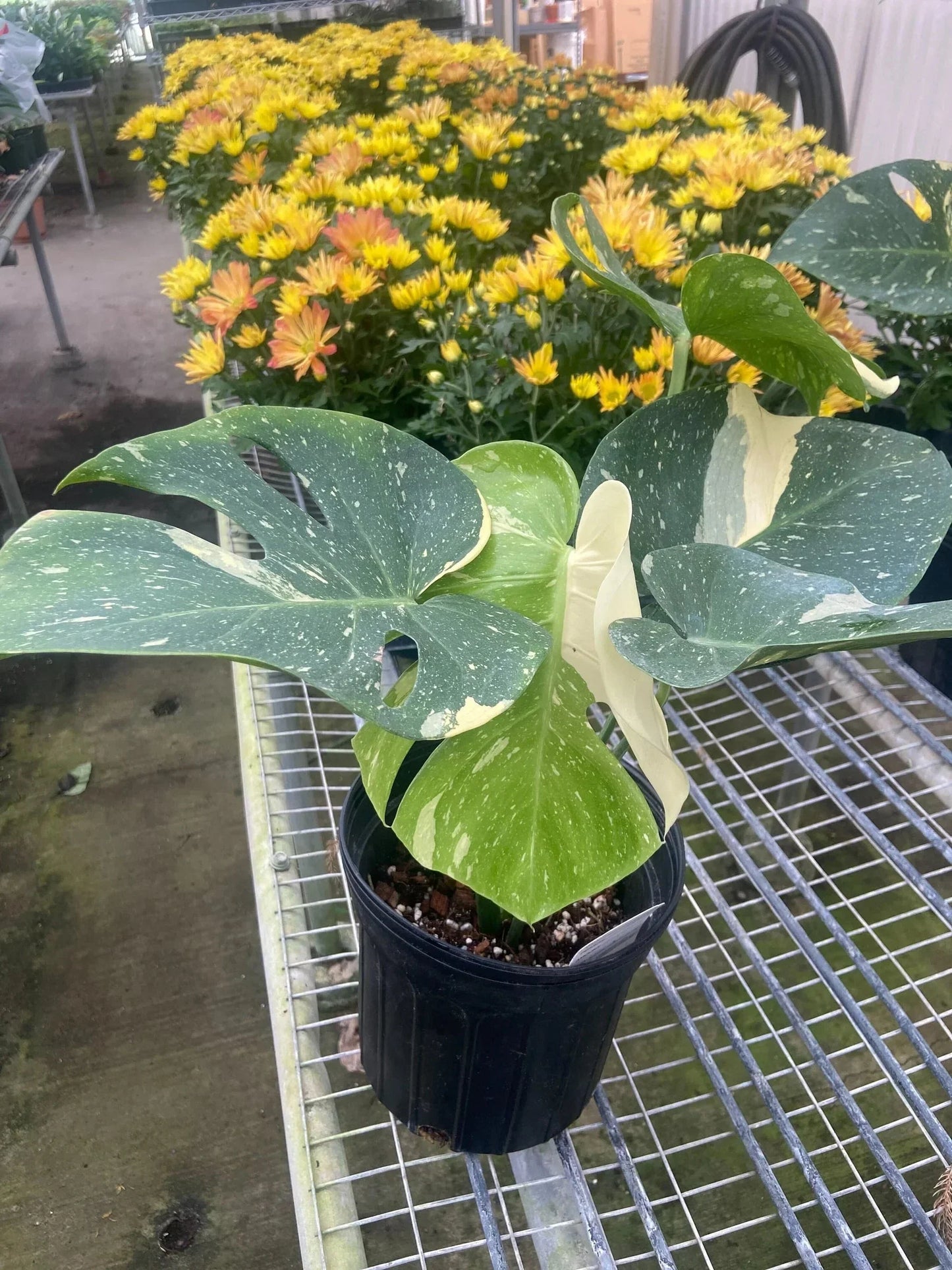 Monstera 'Thai Constellation' – Rare Variegated