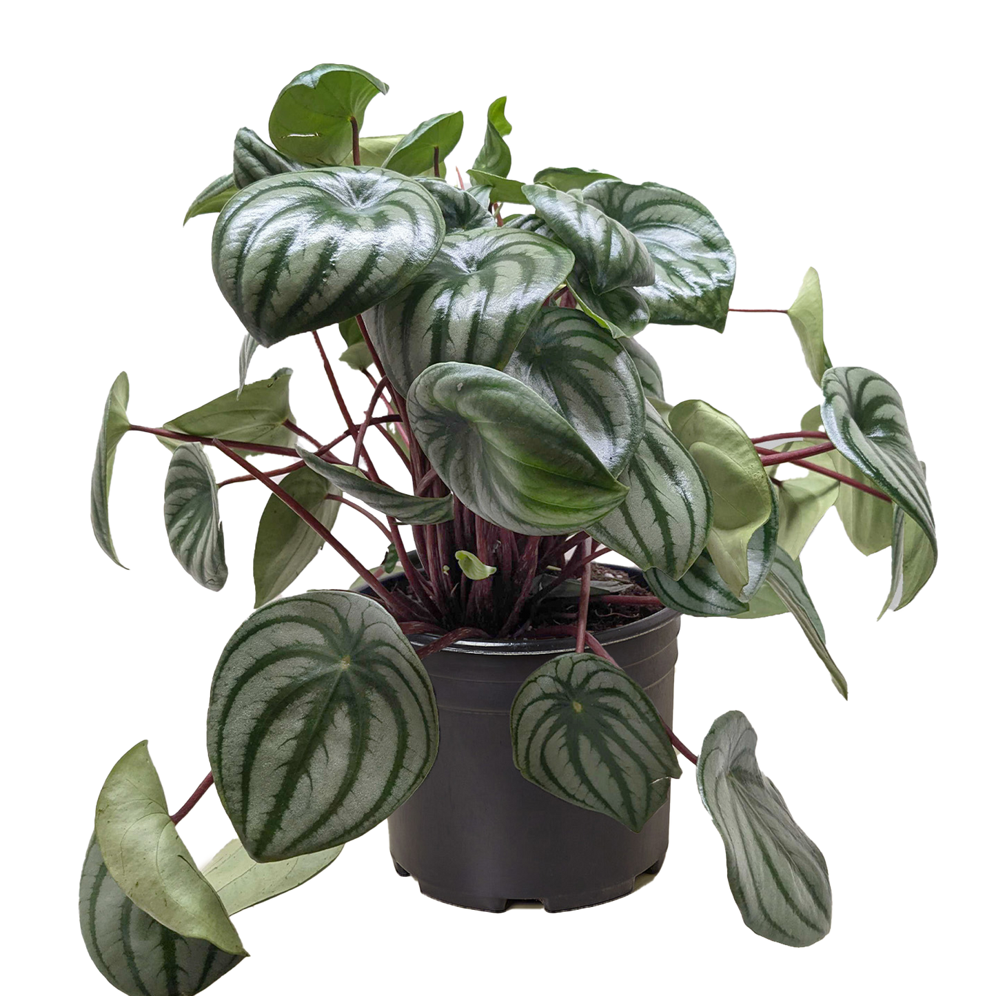 Peperomia 'Watermelon' Live Plant – Pet-Safe