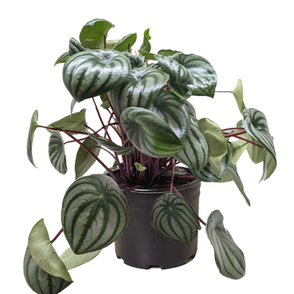 Peperomia 'Watermelon' Live Plant – Pet-Safe