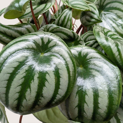 Peperomia 'Watermelon' Live Plant – Pet-Safe
