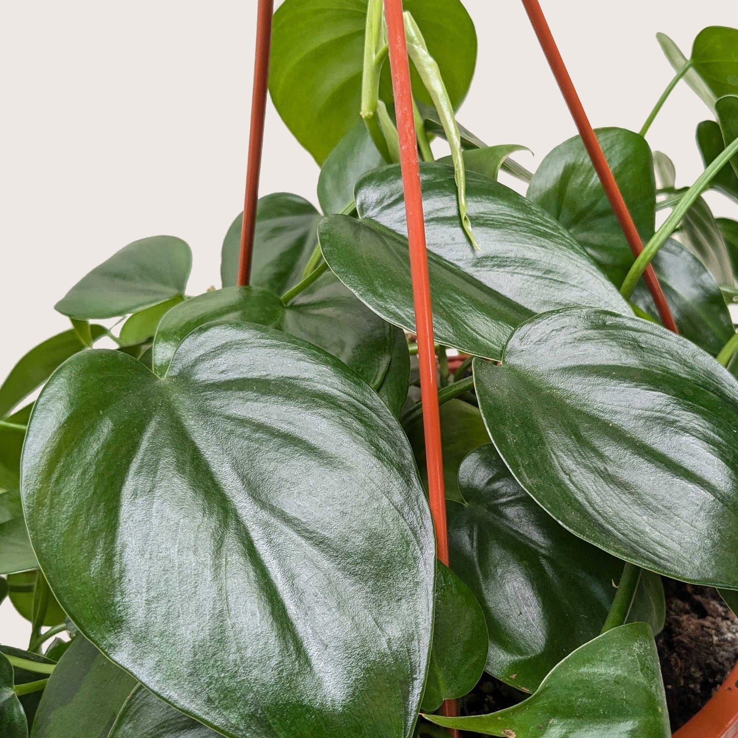 Philodendron Cordatum 'Heartleaf' Live Plant