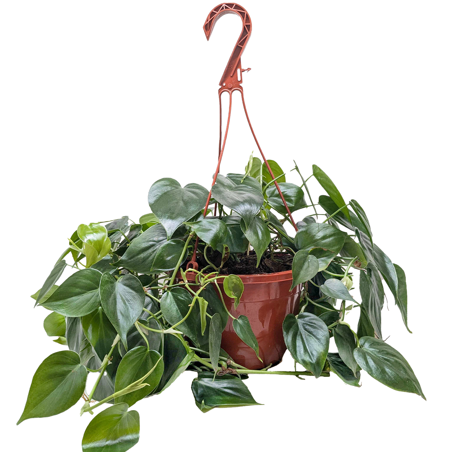 Philodendron Cordatum 'Heartleaf' Live Plant