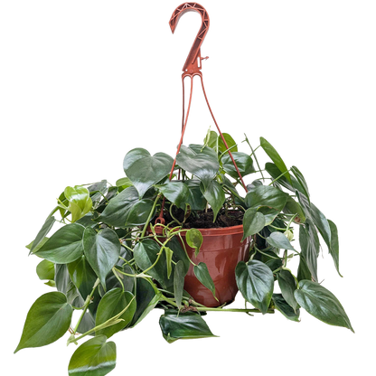 Philodendron Cordatum 'Heartleaf' Live Plant