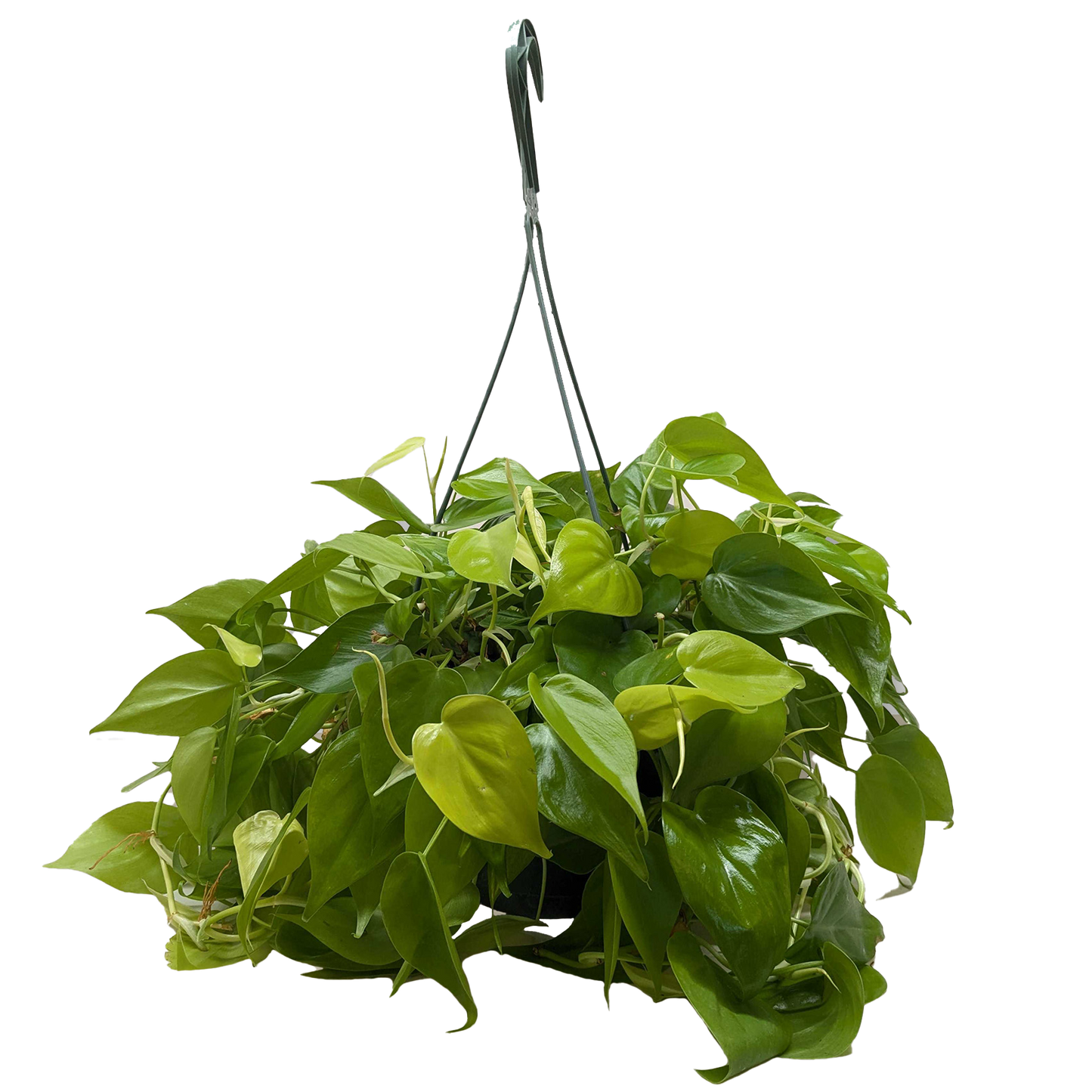 Philodendron 'Neon' Live Plant