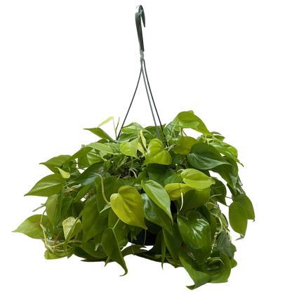 Philodendron 'Neon' Live Plant