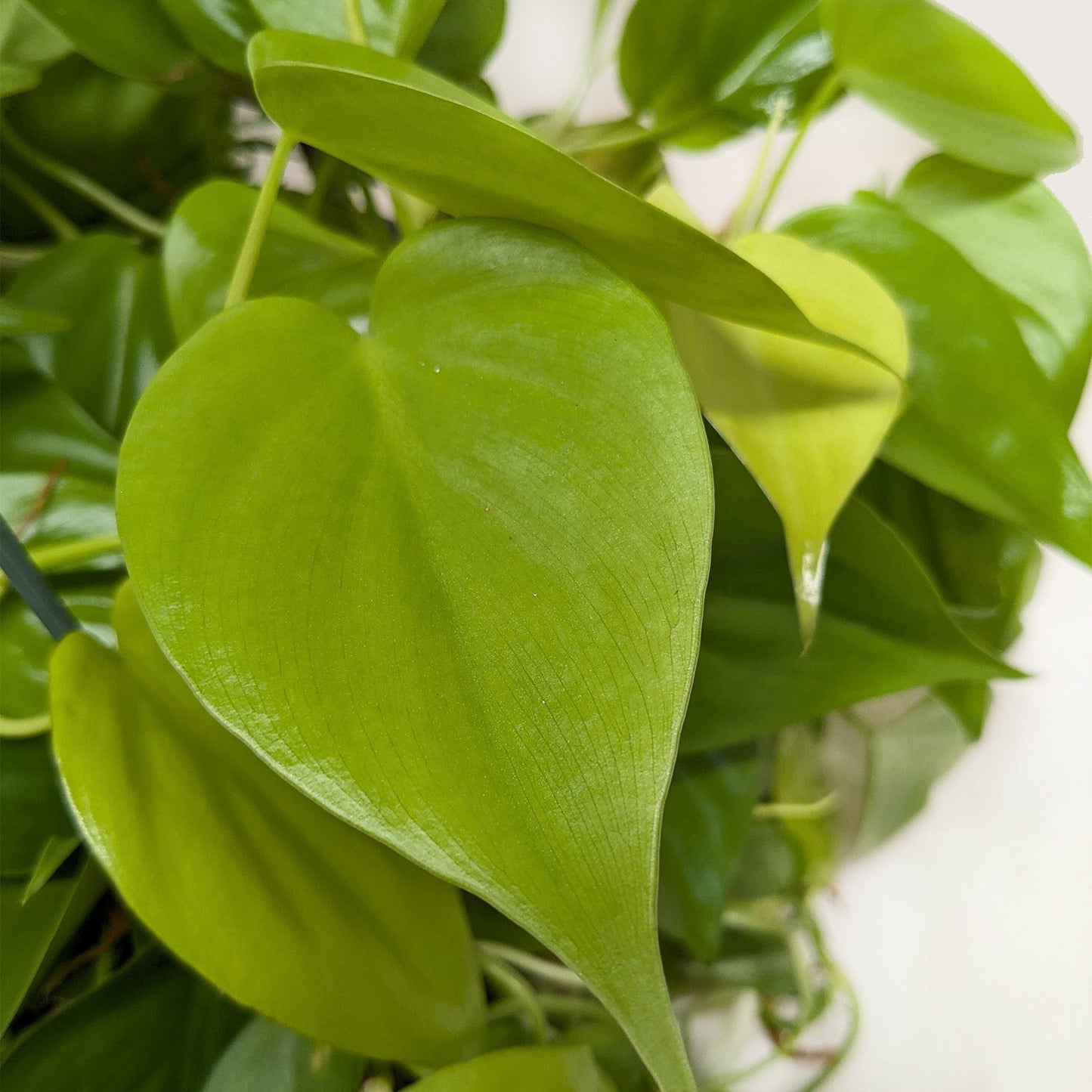 Philodendron 'Neon' Live Plant