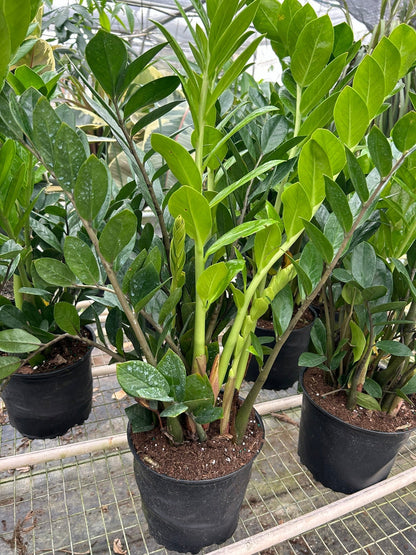 ZZ Plant (Zamioculcas Zamiifolia) Live Plant