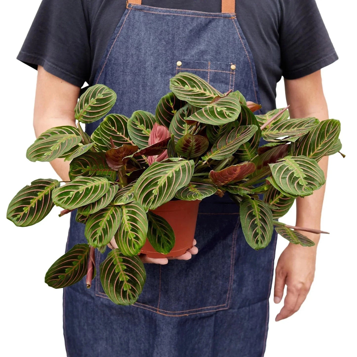 Maranta 'Red Prayer' Live Plant – Prayer Plant