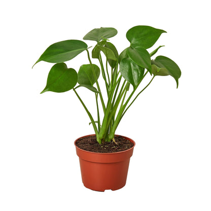 Monstera Deliciosa Split-Leaf Live Plant