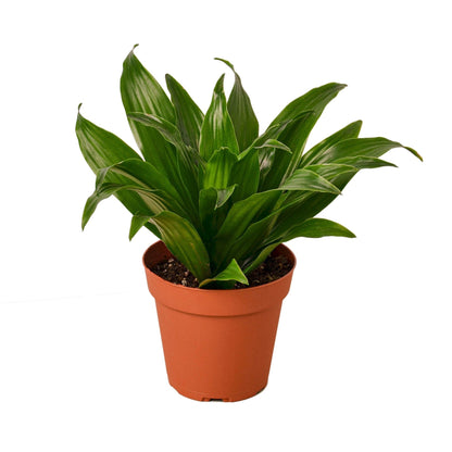 Dracaena 'Janet Craig' Live Plant