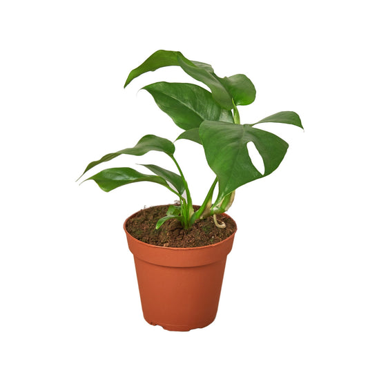 Mini Monstera (Rhaphidophora) Live Plant