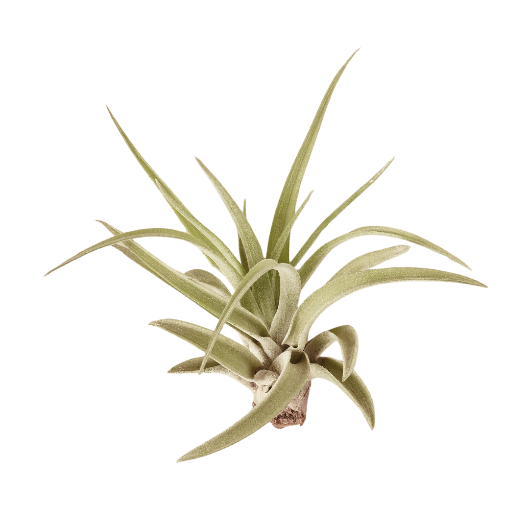 Tillandsia Air Plant 'Velutina'