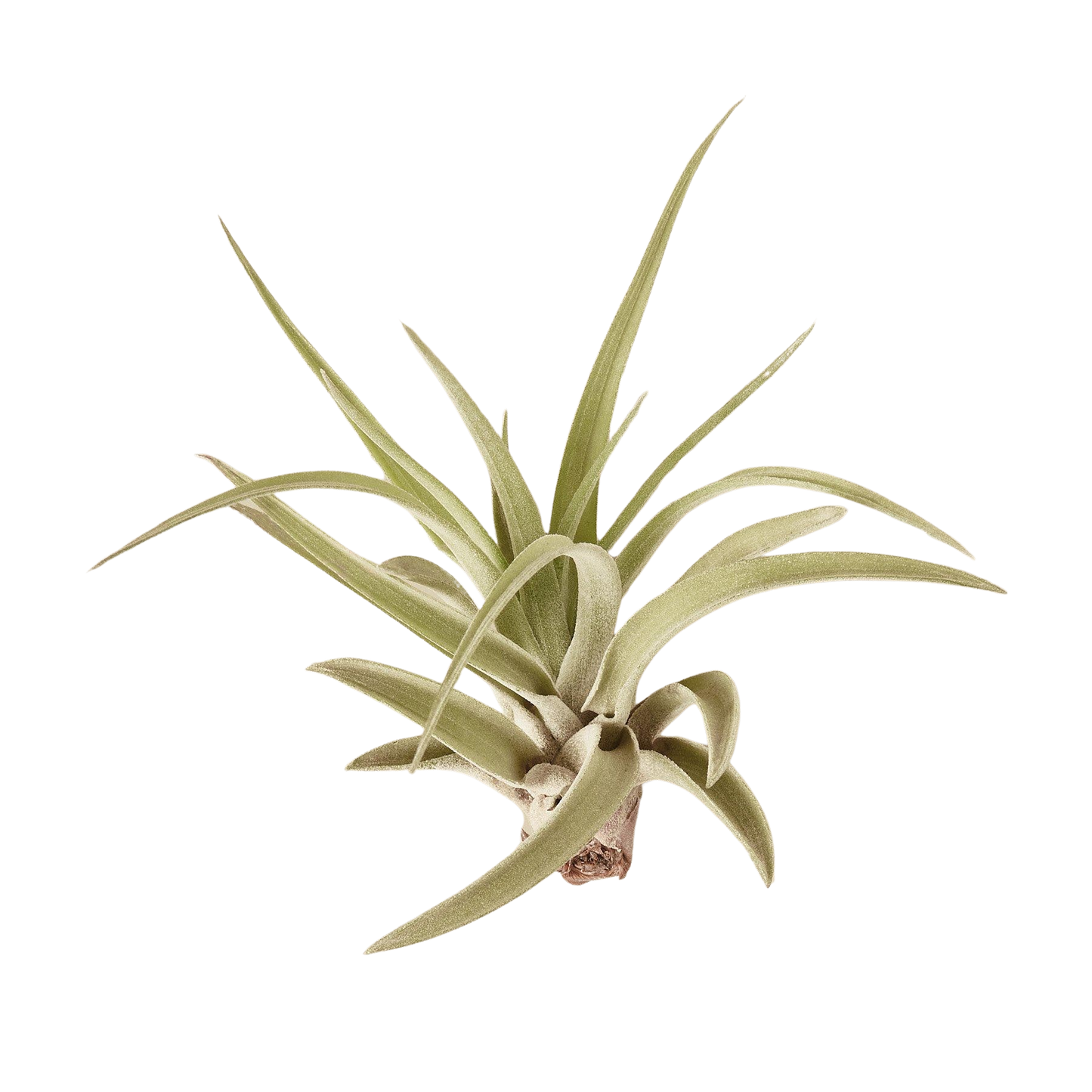 Tillandsia Air Plant 'Velutina'