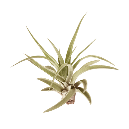 Tillandsia Air Plant 'Velutina'
