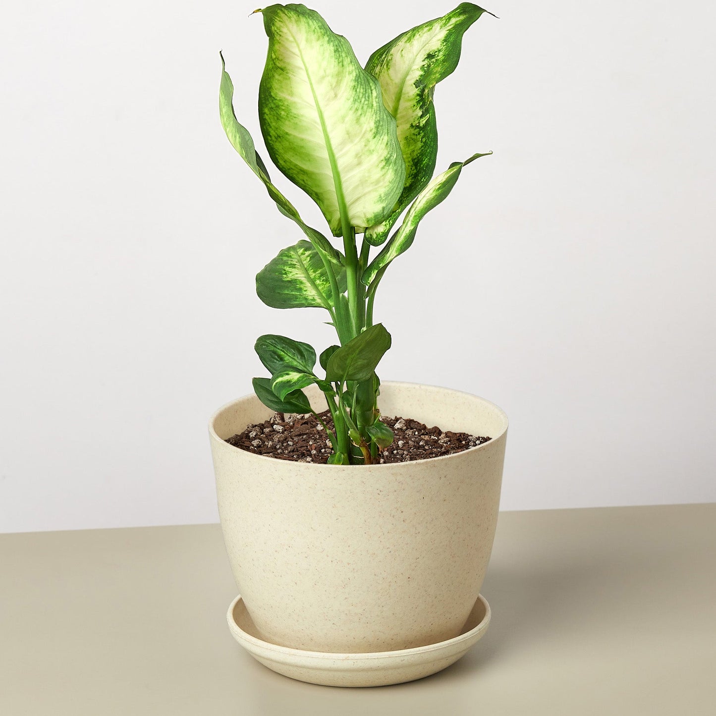 Dieffenbachia 'Camille' Live Plant