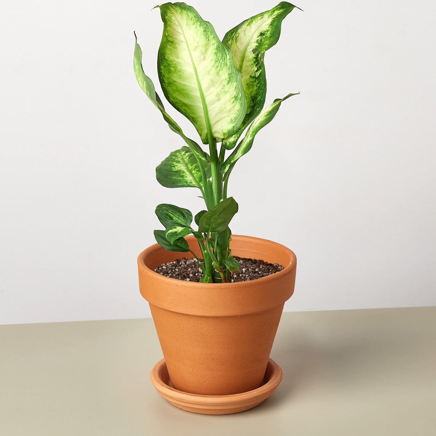 Dieffenbachia 'Camille' Live Plant