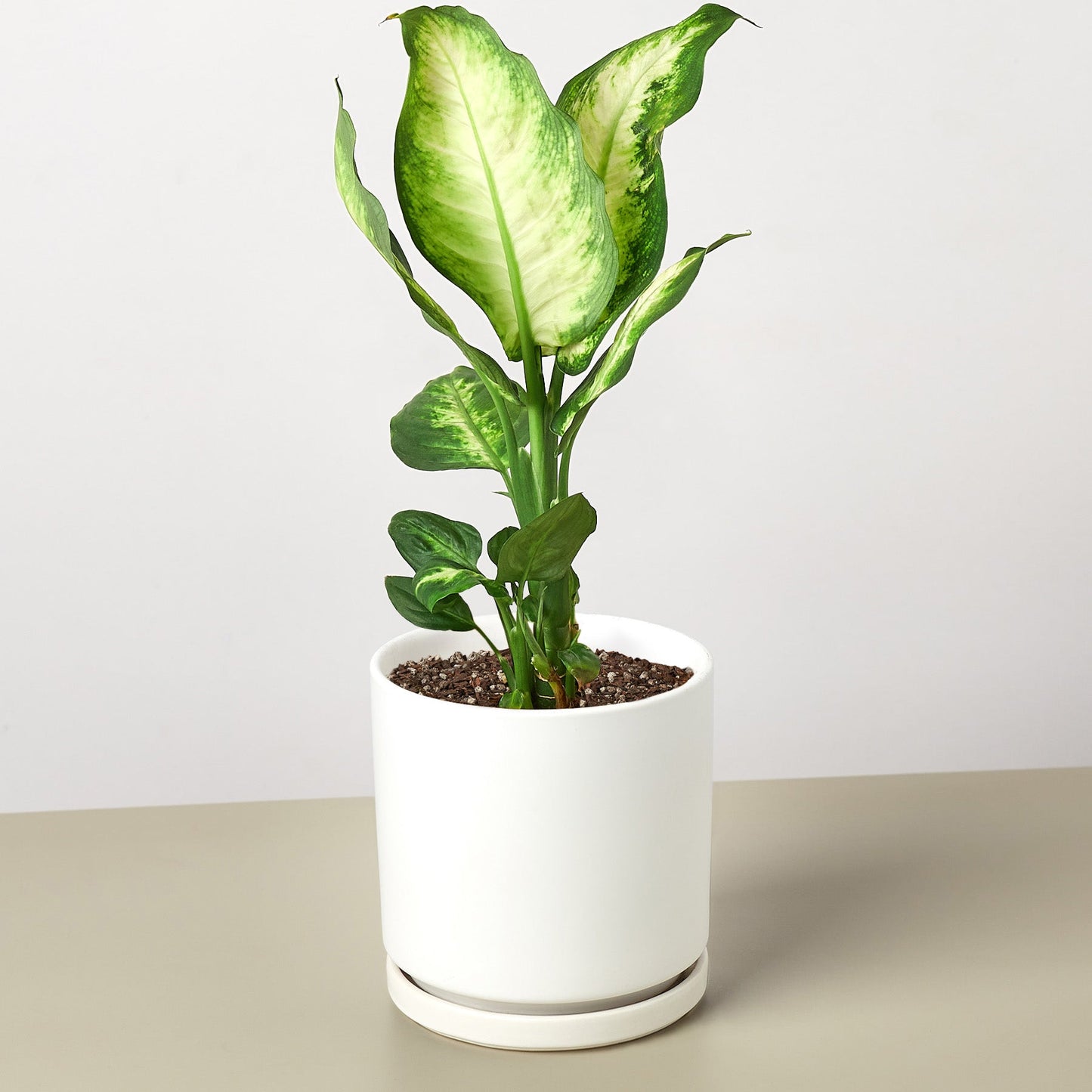 Dieffenbachia 'Camille' Live Plant