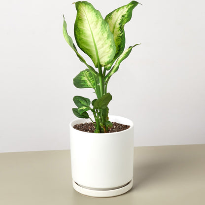 Dieffenbachia 'Camille' Live Plant