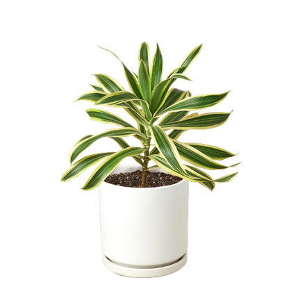 Dracaena 'Song of India' Live Plant