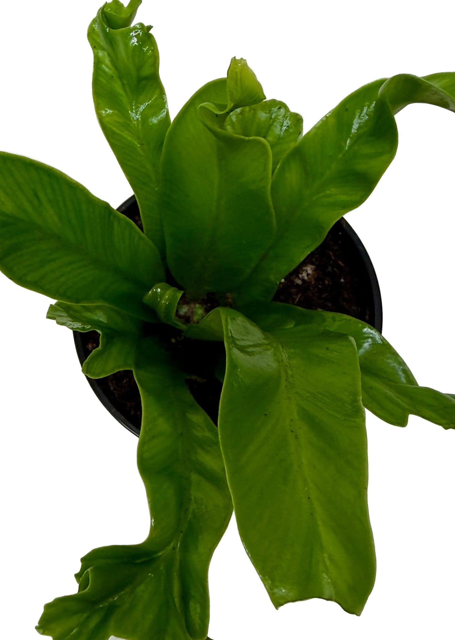 Bird's Nest Fern 'Leslie' Live Plant