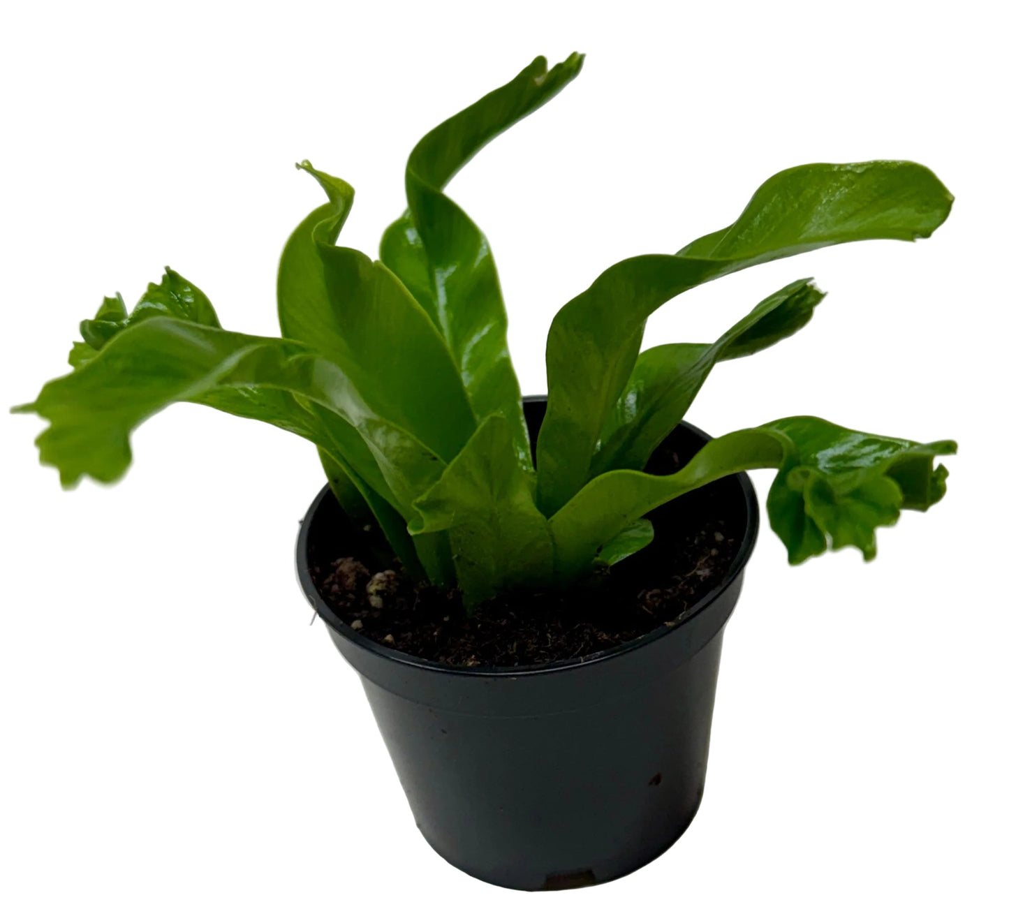 Bird's Nest Fern 'Leslie' Live Plant