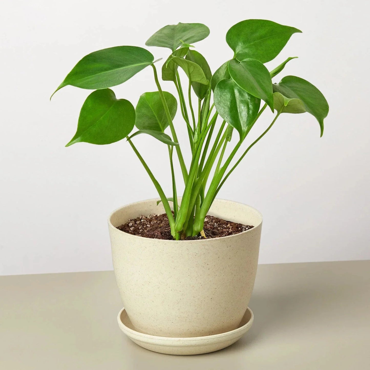 Monstera Deliciosa Split-Leaf Live Plant