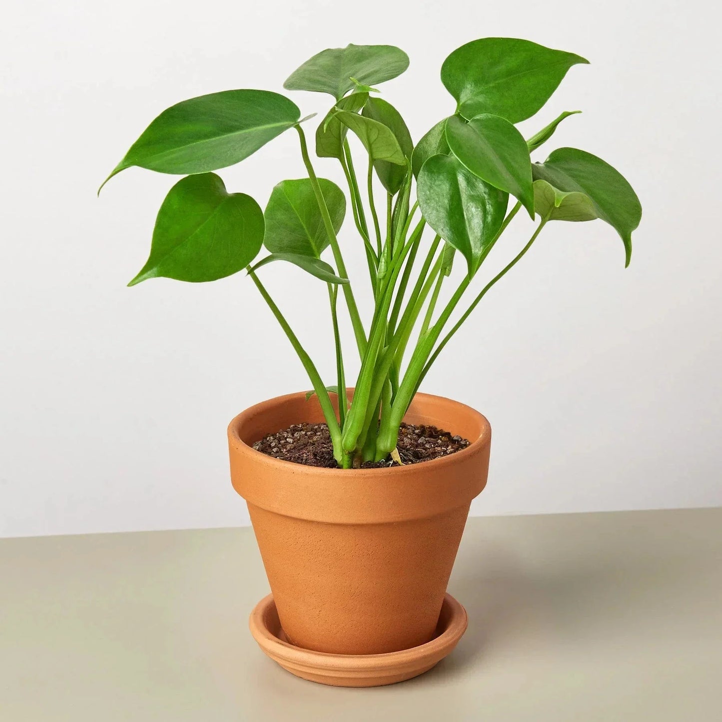Monstera Deliciosa Split-Leaf Live Plant